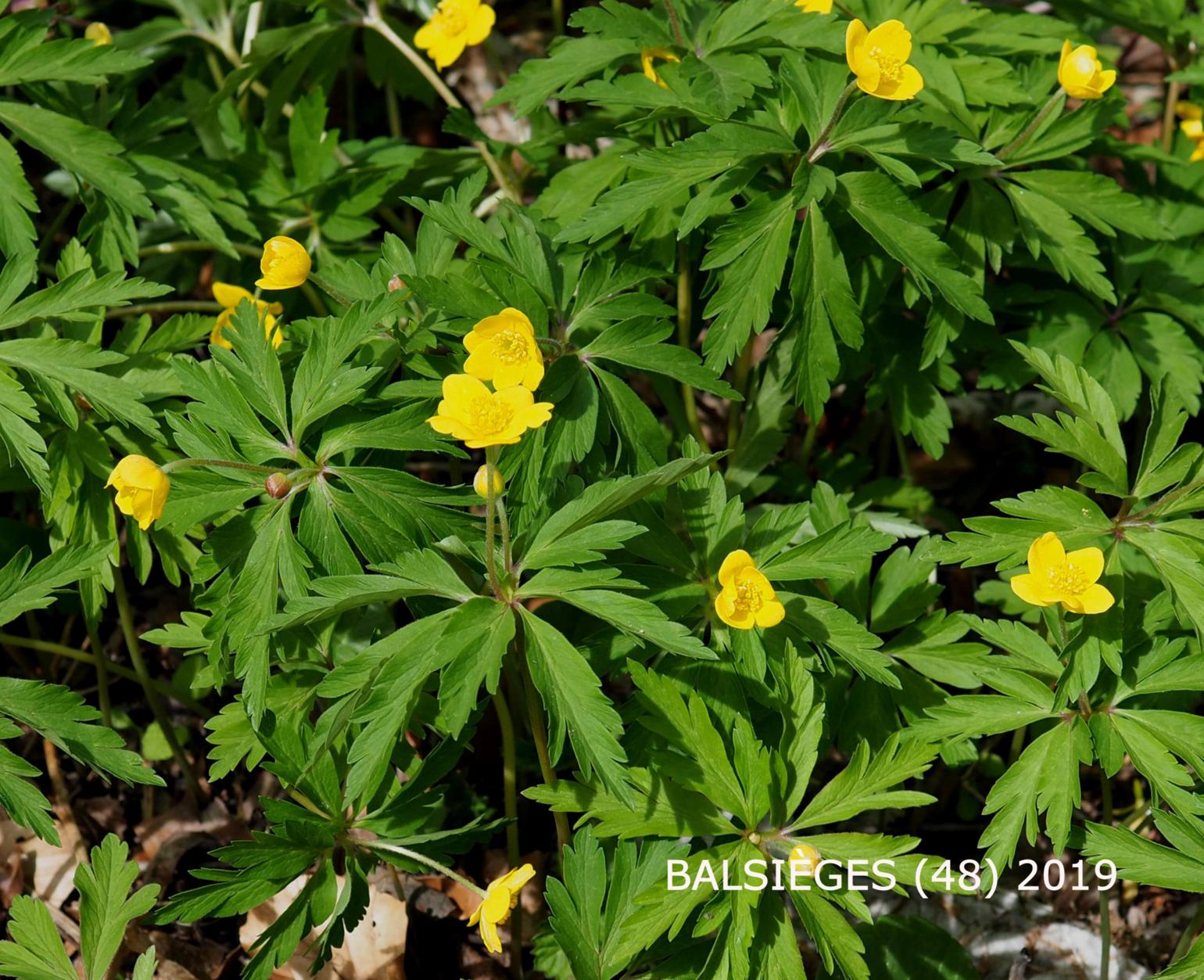 Anemone, Yellow